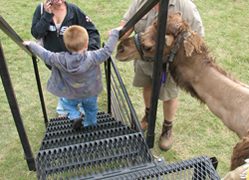 Camel greeting