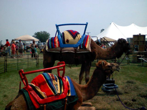 Ride camels