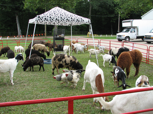 Animal Petting Farm Near Me : Close Encounters 7 Petting Farms Zoos