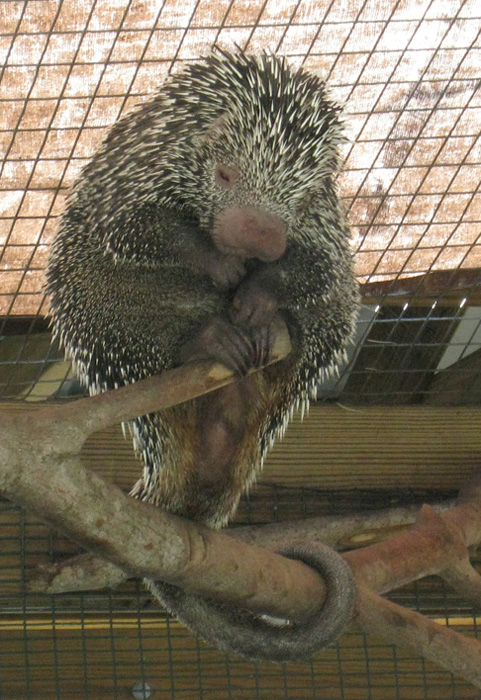 Prehensile tailed porcupine